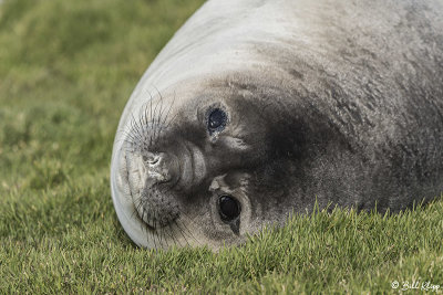 Elephant Seal, Fortuna Bay  1
