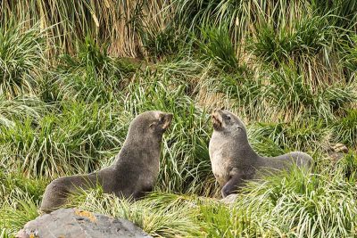Fur Seals, Godthul Harbour  1
