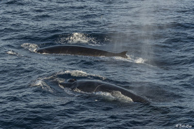 Fin Whales, Hercules Bay  1