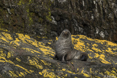 Fur Seal, Hercules Bay  1