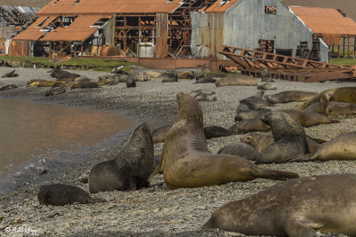 Elephant Seals, Stromness Harbor  8