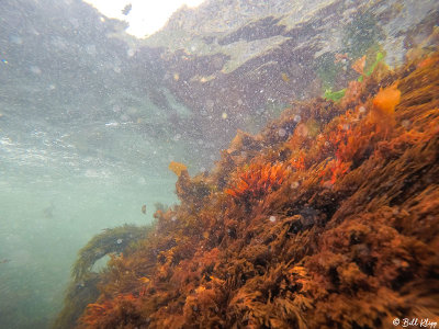 Kelp, Godthul Harbour  3