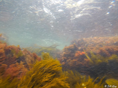 Kelp, Godthul Harbour  2