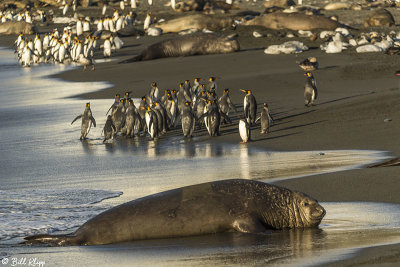 Elephant Seals, Gold Harbor  19