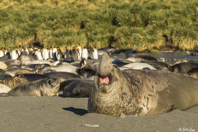 Elephant Seals, Gold Harbor  20