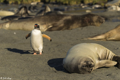 Elephant Seals, Gold Harbor  21