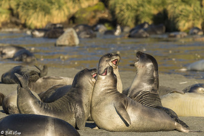 Elephant Seal Pups, Gold Harbor  22
