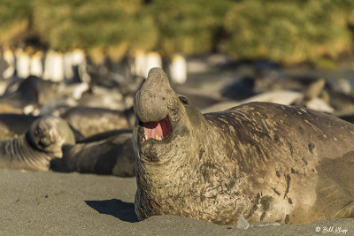 Elephant Seals, Gold Harbor  23