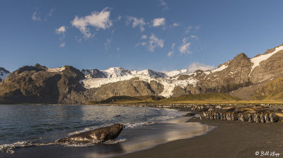 Elephant Seals, Gold Harbor  24