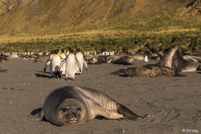 Elephant Seals, Gold Harbor  27