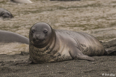 Elephant Seal Pup, Gold Harbor  33
