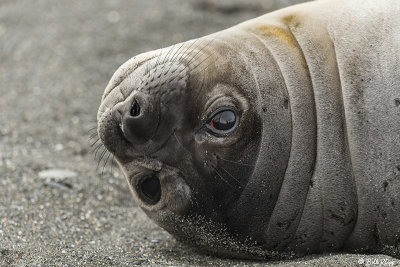 Elephant Seal Pup, Gold Harbor  38