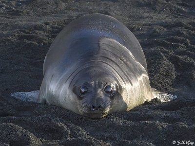 Elephant Seal Pup, Gold Harbor  47