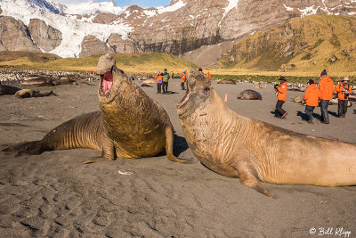 Elephant Seals, Gold Harbor  52