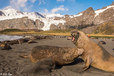 Elephant Seals, Gold Harbor  56