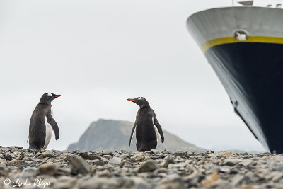 Gentoo Penguins, Stromness Harbour  2