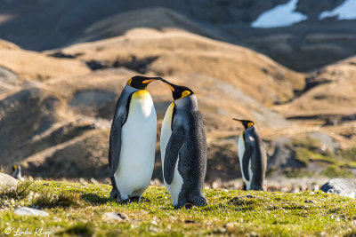 King Penguins, Fortuna Bay  8