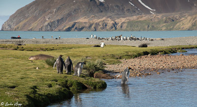 King Penguins, Fortuna Bay  9
