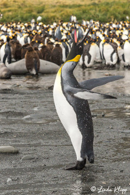 King Penguins, Gold Harbor  7