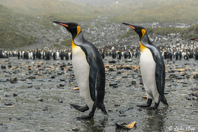 King Penguins, Right Whale Bay  2