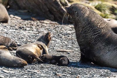 Fur Seals, Coopers Bay  1