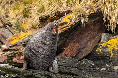 Fur Seal, Godthul Harbour  1