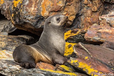 Fur Seal, Godthul Harbour  2
