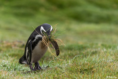 Magellanic Penguin, Carcass Island  2