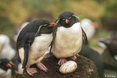 Rockhopper Penguins, West Falkland Islands  2