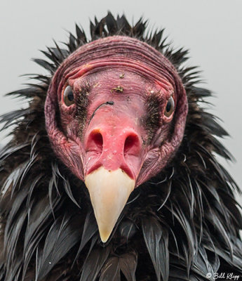 Turkey Vulture, Carcass Island  3