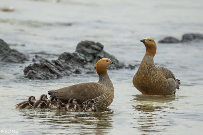 Ruddy-headed Geese, Carcass Island  9