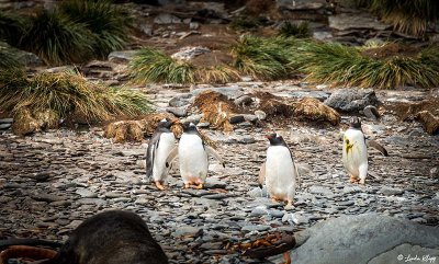 Gentoo Penguins, Godthul Harbour   1