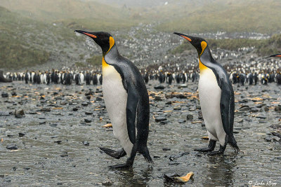 King Penguins, Right Whale Bay  3