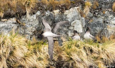 Light Mantled Albatross, Godthul Harbour   3