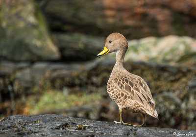 Pintail Duck, Godthul Harbour  1