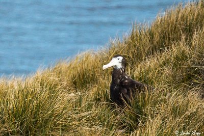 Wandering Albatross, Prion Island  4
