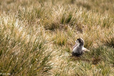 Wandering Albatross, Prion Island  5