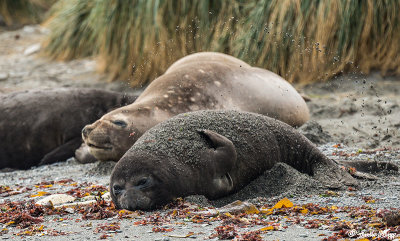 Elephant Seals, Godthul Harbour  1