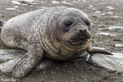Elephant Seal Pup, Gold Harbor  8