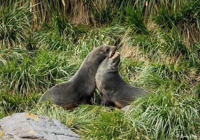 Fur Seal, Godthul Harbour  4