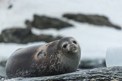 Weddell Seal, Sandefjord Bay  1