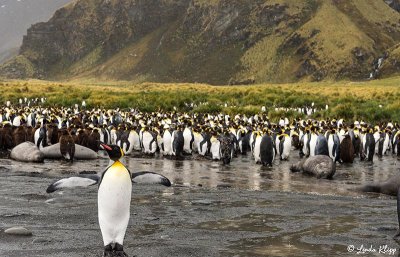 King Penguins, Gold Harbour  15