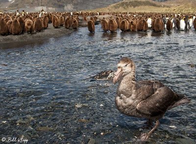 Giant Petrel, Gold Harbour 6