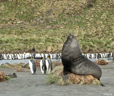 Fur Seal, Gold Harbor  3