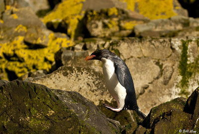 Macaroni Penguins, Hercules Bay  6