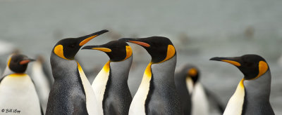 King Penguins, St. Andrews Bay  27