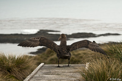 Giant Petrel, Prion Island  1