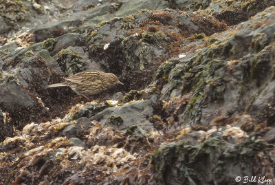 Pipit, Prion Island  1