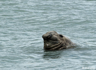 Elephant Seals,  St. Andrews Bay  2