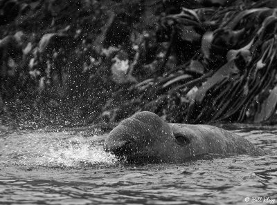 Elephant Seal, Prion Island  1